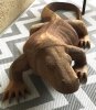 dragon Robi.jpg