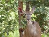 Female kudu head.jpg