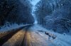 snow1.jpg