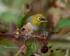 Silvereye.jpg