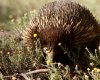 Echidna.jpg