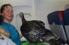 Emotional Support Turkey.jpg