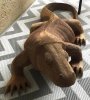 Komodo Dragon copy.jpg