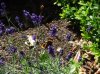 DSC07450.jpg