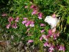 DSC07451.jpg