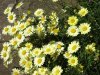 DSC07452.jpg