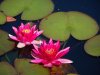 DSC07487.JPG