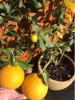 Oranges.JPG