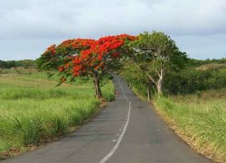 Mauritius-country-road.jpg