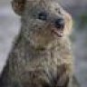 Quokka