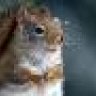 squirrel