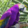 purpleparrot