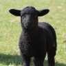 Blacksheep