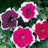 PetuniaRose