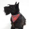 Scottydog
