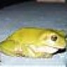 Aesops Frog