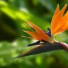 Bird of Paradise