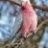 galah