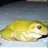 Aesops Frog