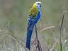 image of Pale-headed rosella