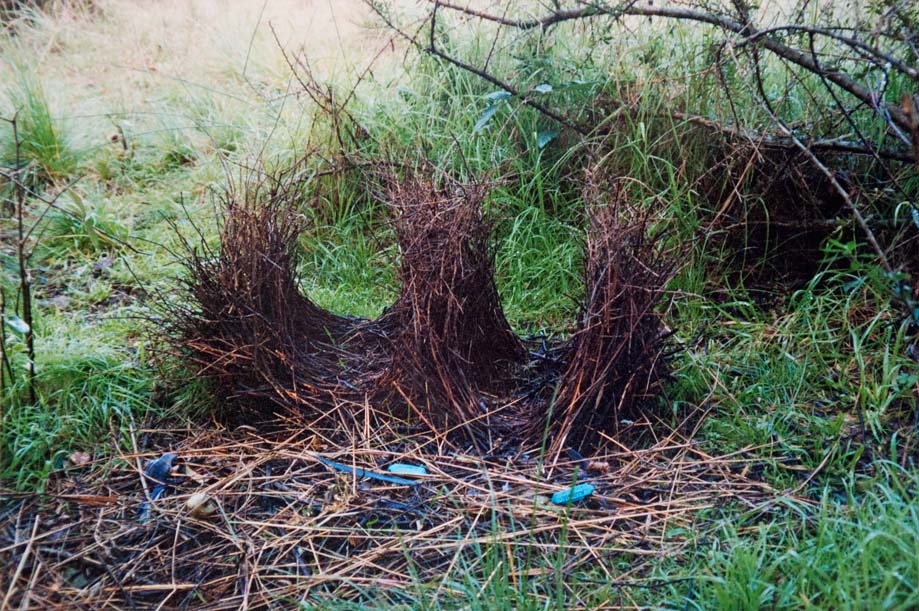 double_bowerbird_bower.jpg