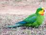 image of Superb parrot