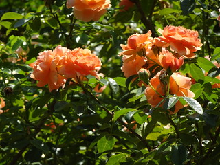 47193698002_7b3c82df98_n.jpg