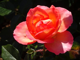 47193700052_1385e3ded1_n.jpg