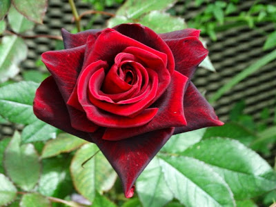 DSC05355.JPG
