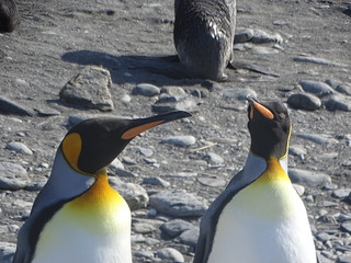 33254176773_9fa4dd66ec_n.jpg