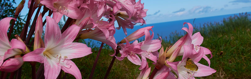 www.gardenexpress.com.au