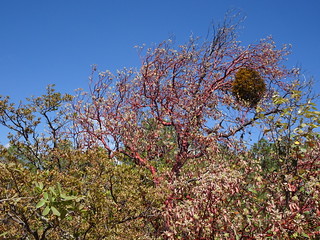 41337658804_174d44486f_n.jpg