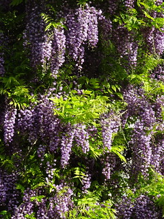 40747125270_01d99967f0_n.jpg