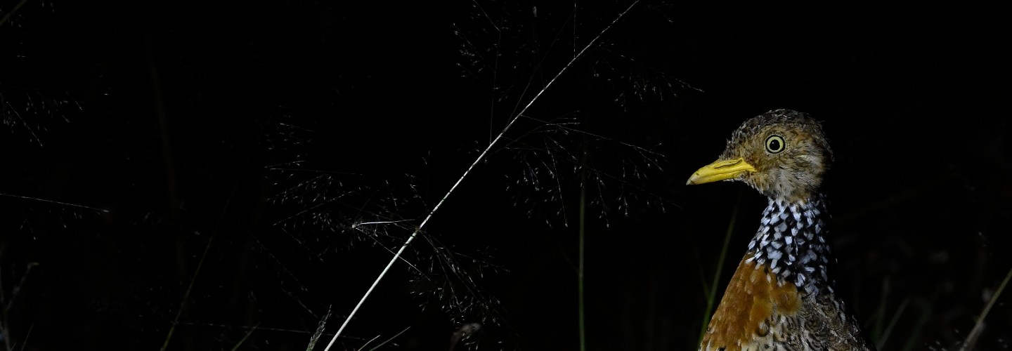 www.birdlife.org.au