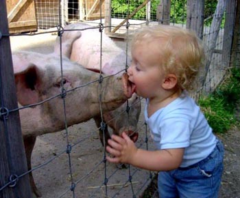 swine-flu-pig.JPG