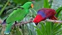 image of Eclectus parrot