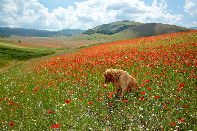 www.lifeinitaly.com