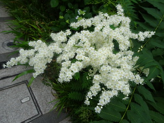 42504674562_712ea6df5d_n.jpg