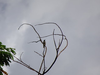34056150741_79d84385e0_n.jpg
