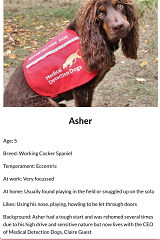 Asher is one fo the six dogs that could soon be trained to detect if someone has COVID-19. 