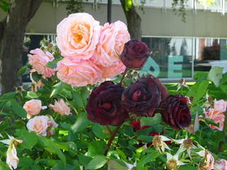 45247271445_fd829377e3_n.jpg