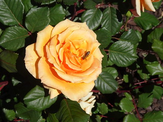 43729800520_cc72d18f35_n.jpg