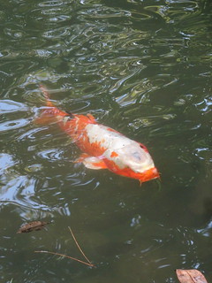 44875133531_1a5453f088_n.jpg