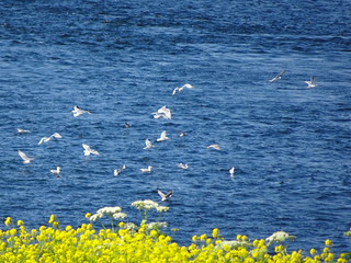 42432014261_0c18153e8a_n.jpg
