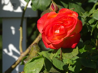 31222041602_e3da7162f5_n.jpg