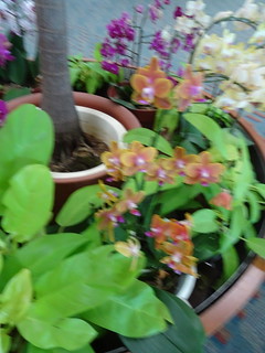 43377910510_fed8856caa_n.jpg