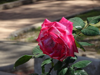 42789622455_79fb56d342_n.jpg