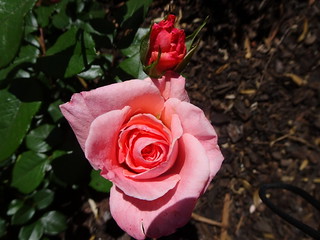 31620436478_b2bcce3741_n.jpg