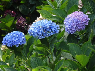 32303714827_c1f1d62d3c_n.jpg