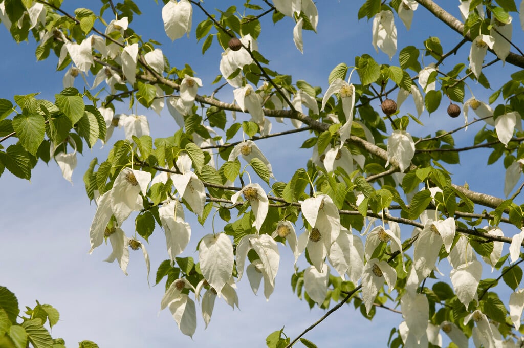 www.rhs.org.uk